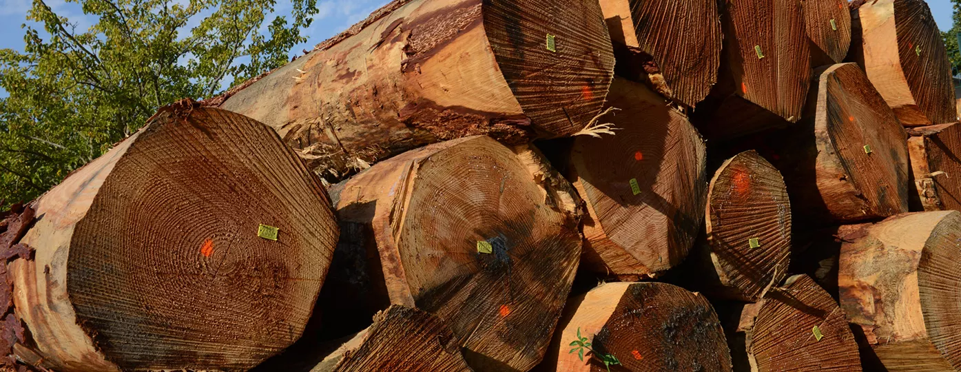 La filière bois
