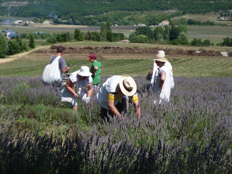 Sortie Lavande dans la peau d’un lavandier