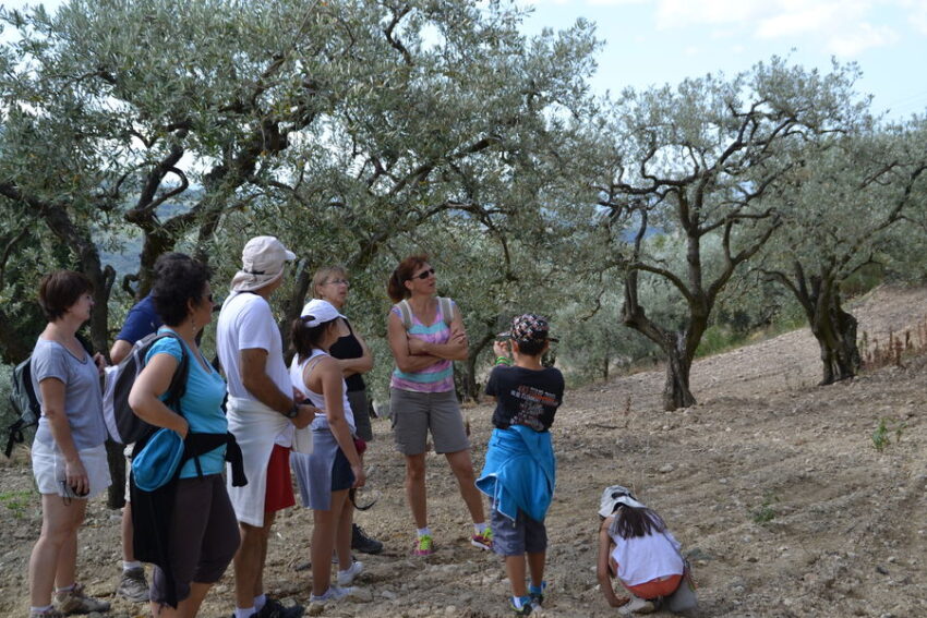 Rando apéro dans les oliveraies du Nyonsais