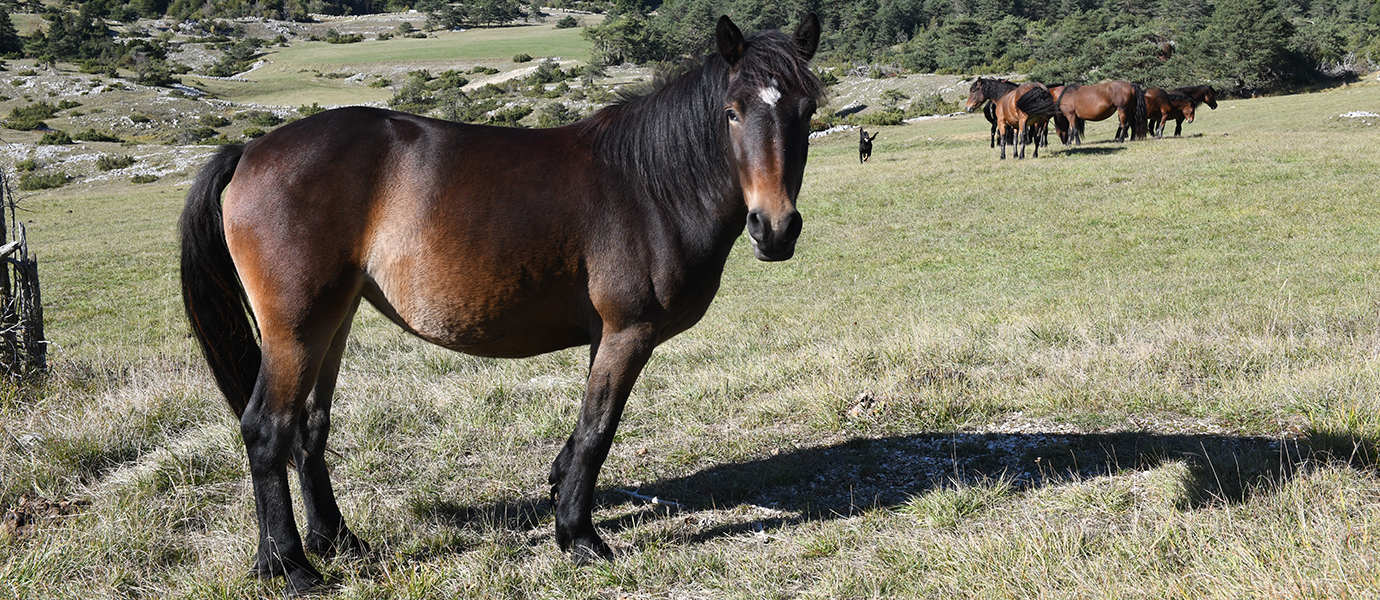 Le cheval du Vercors de Barraquand