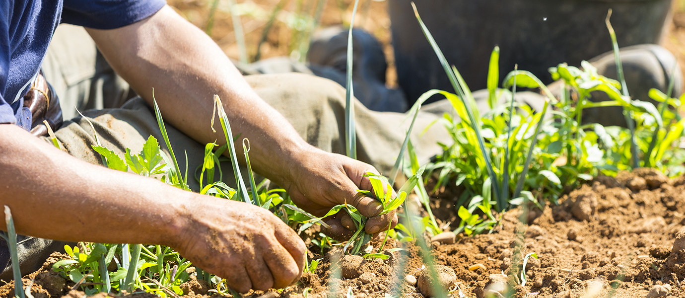 Covid-19 : soutenons l’agriculture locale