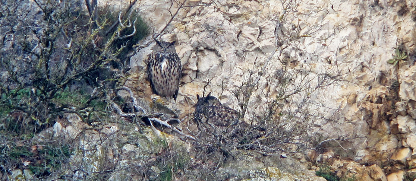 Où niche l’hibou ?