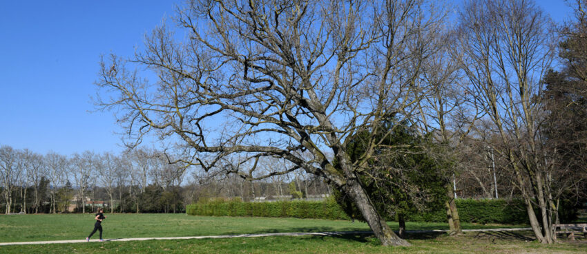 Parc de Lorient – Abattage d’arbres malades en cours