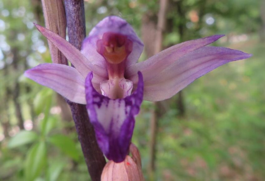 Les orchidées printanières