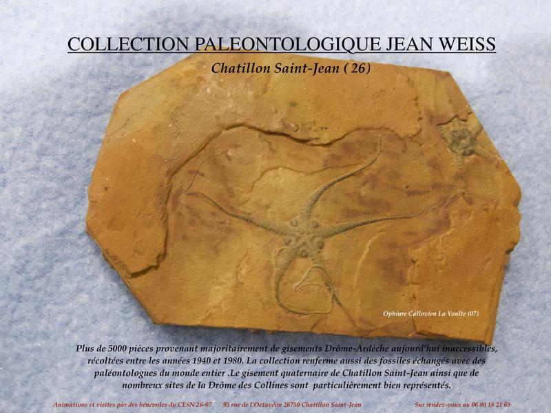 Exposition permanente de la collection paléontologique de Jean Weiss