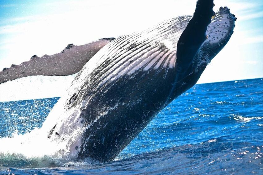 Projection-échange : Dans le sillage des baleines