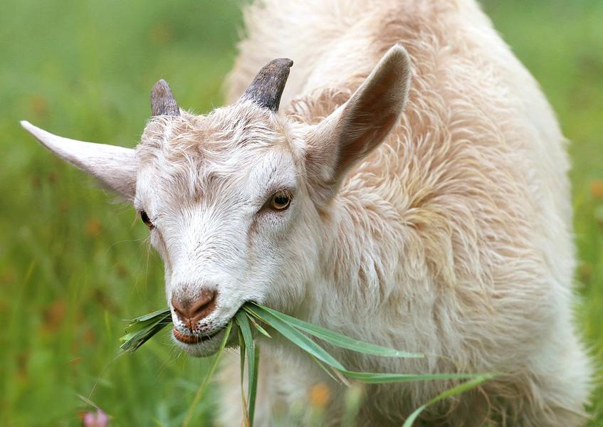 Visite la chèvre du Bancel de Ferme en Ferme
