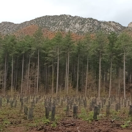 Création d’îlots d’avenir en forêt de Saoû