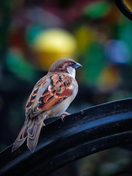 Exposition – Observons les oiseaux
