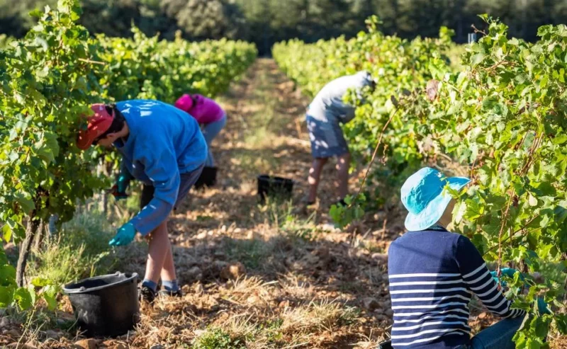 Dans la peau d’un vigneron – vendange participative