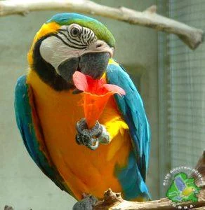 Exposition et bourse oiseaux exotiques