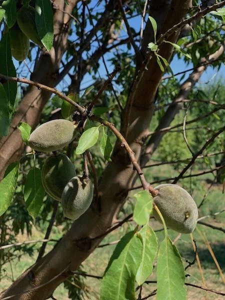 Découverte des amandes et des plantes médicinales par Doro Terra et Hervé Lauzier