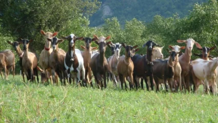 Visite Guidée – Ferme de Brette Vieille