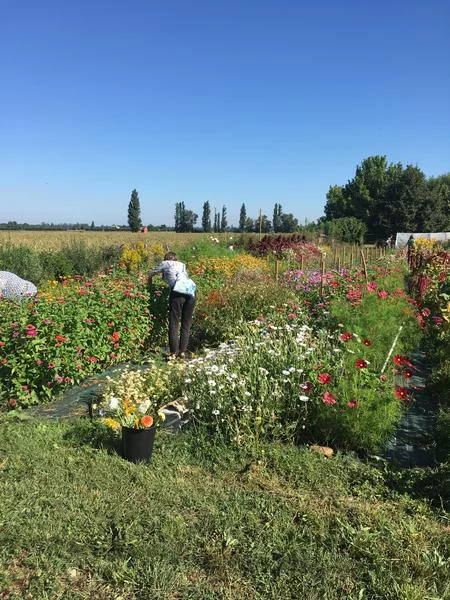 Atelier Cueillette de bouquet