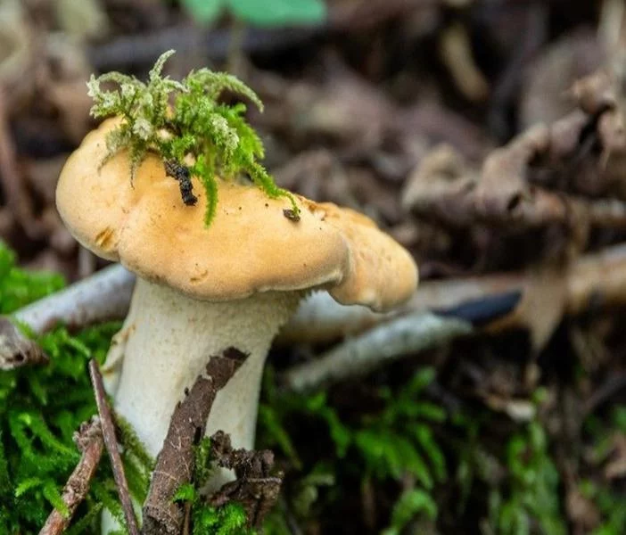 A la découverte des champignons
