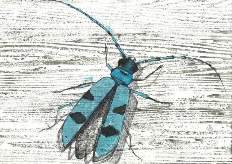 Exposition Aline Dettring – Illustratrice naturaliste