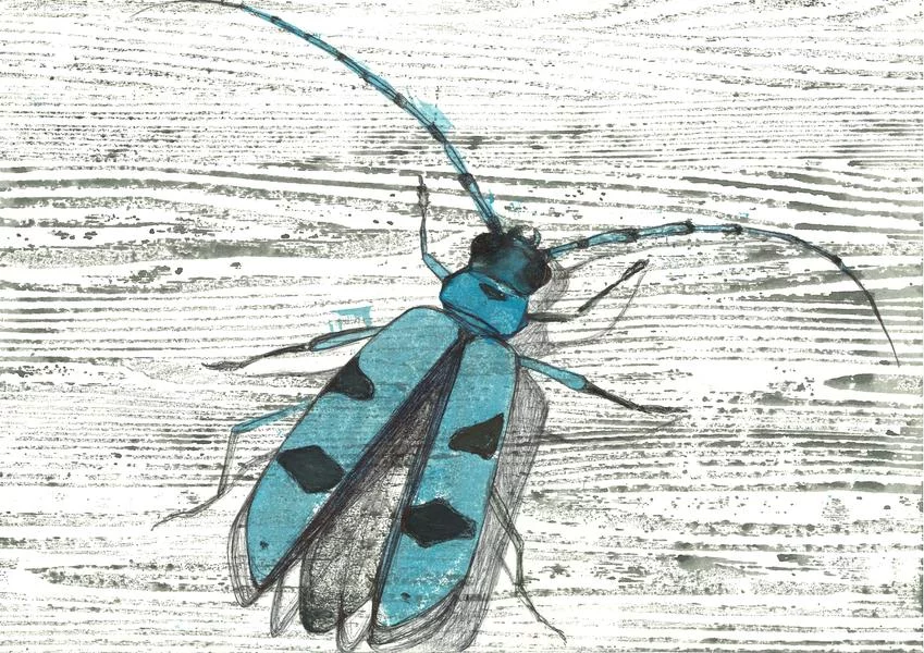 Exposition Aline Dettring – Illustratrice naturaliste