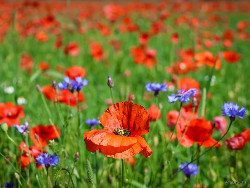 Exposition Prairies en Royans Vercors