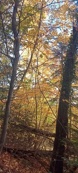 Découvrir la diversité végétale de notre environnement