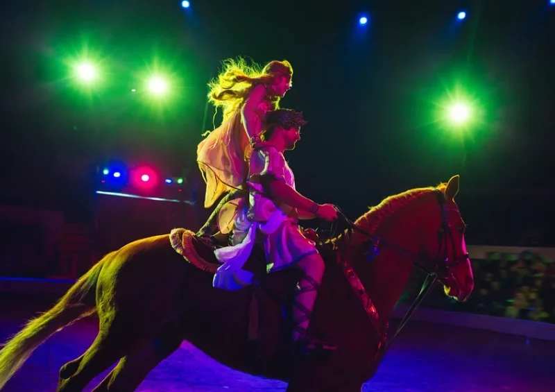 Le merle perché fait son cirque