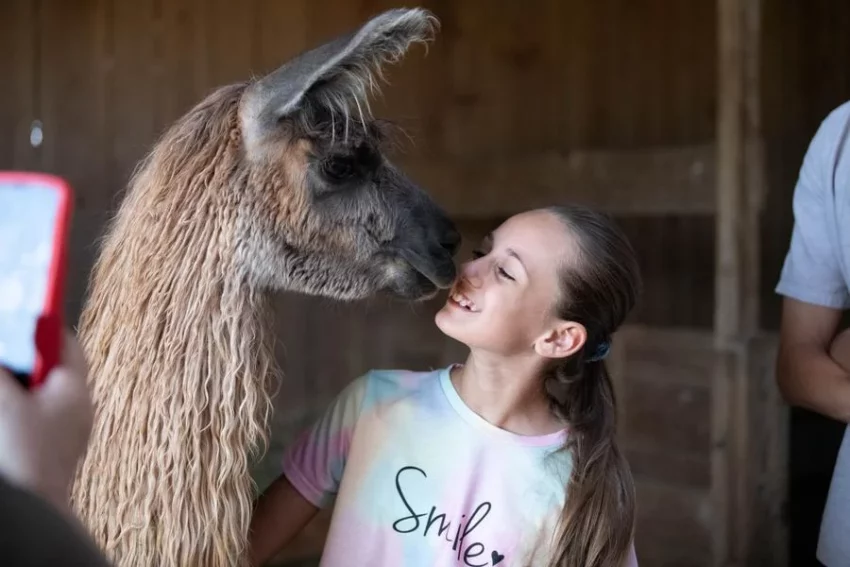 Rencontre avec les « Lamas des plaines » (visite)