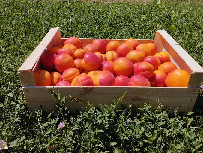Visite et dégustation – Maison de l’abricot – Gobert, le fruit de 4 générations