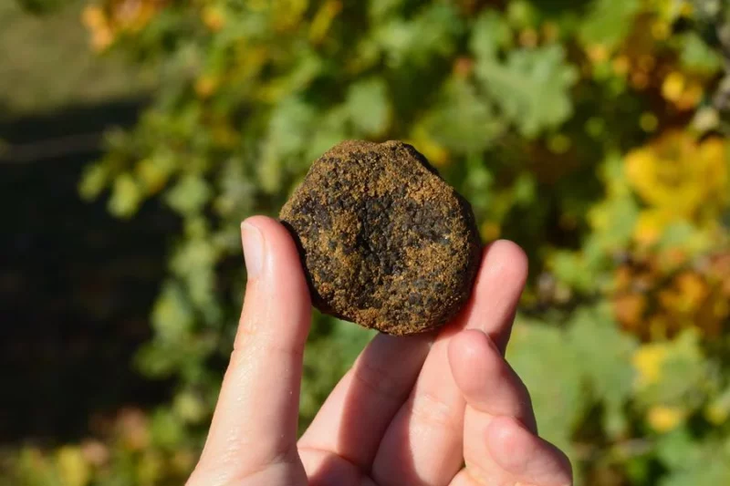 Marché aux truffes et aux fines volailles – Saint Donat