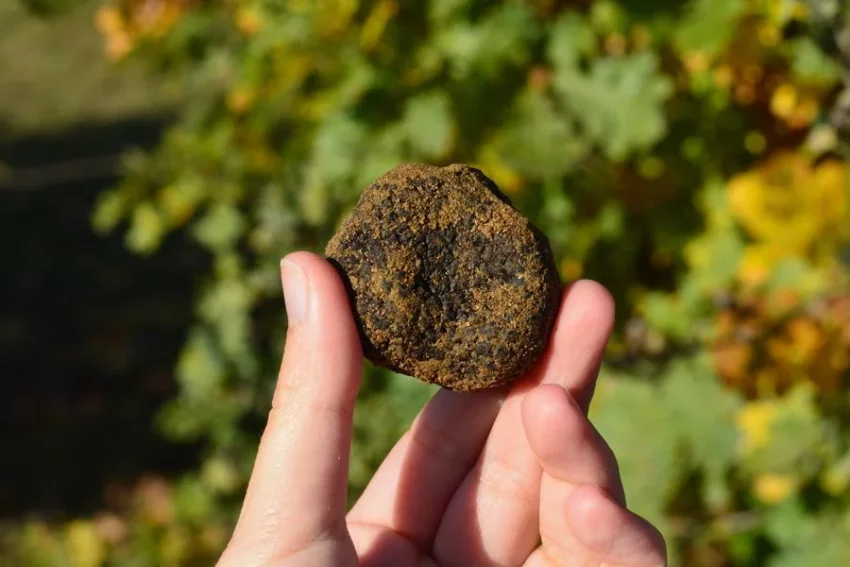 Marché aux truffes et aux fines volailles – Saint Donat