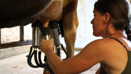 Traite des vaches à la ferme de La Jarjatte