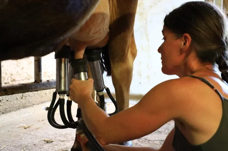 Traite des vaches à la ferme de La Jarjatte