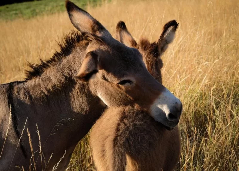 Visite découverte de l’Asinerie des Combes