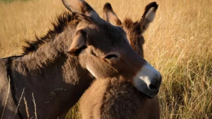 Visite découverte de l’Asinerie des Combes