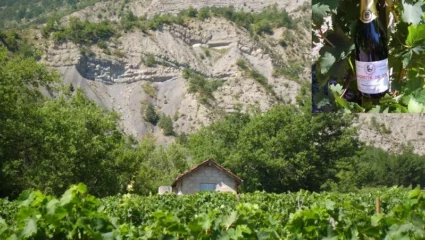 Visite Guidée – Cave Lantheaume Patrick