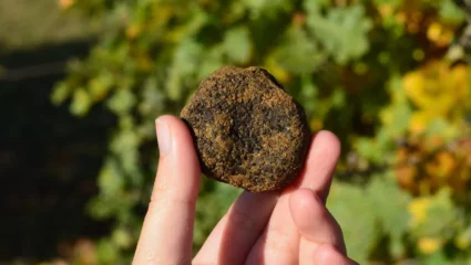 Marché aux truffes et aux fines volailles – Saint Donat