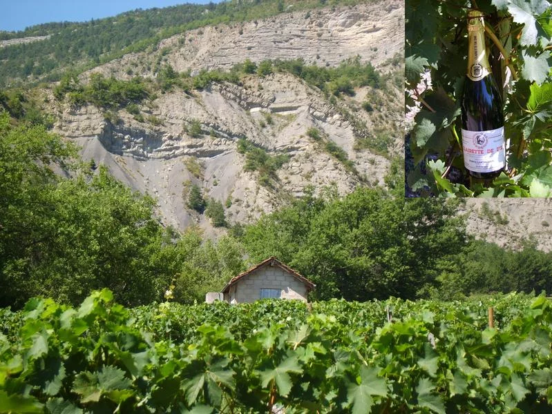 Visite Guidée – Cave Lantheaume Patrick