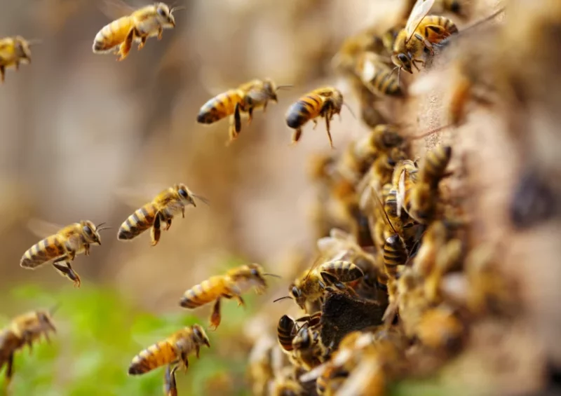 « Murmures d&rsquo;abeille » – Festival du Conte des Collines