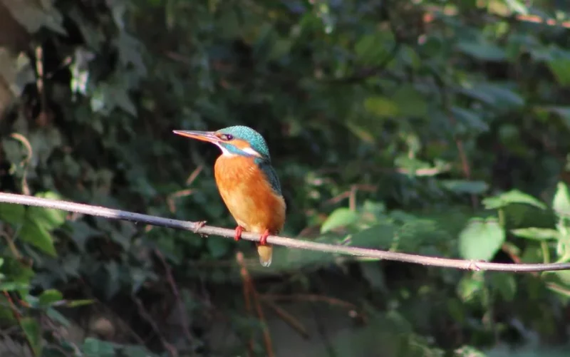 Visites commentées des canaux