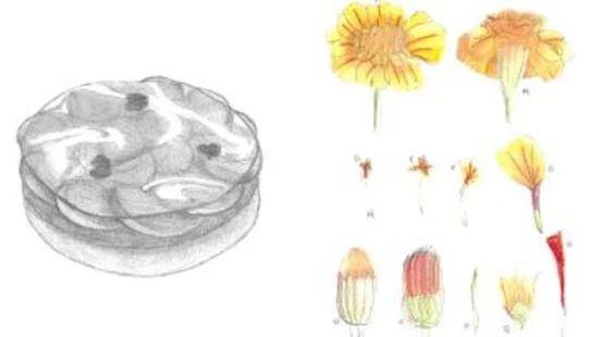 Exposition, Becs sucrés et plantes sauvages