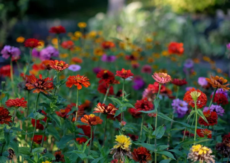 Festival des jardins Tournon-Tain