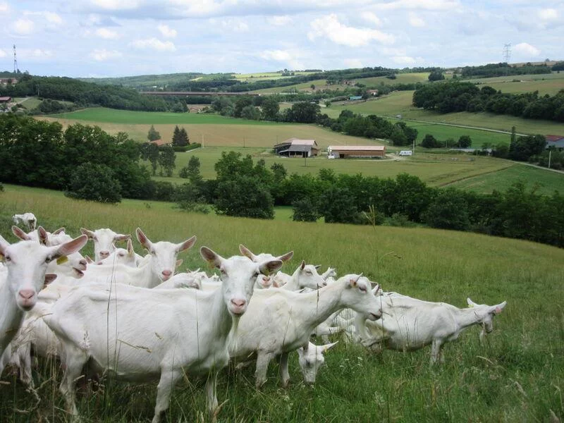 Visite de la ferme du Bancel de Ferme en Ferme