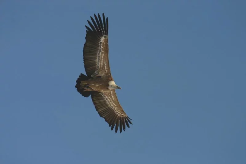 Découverte des vautours