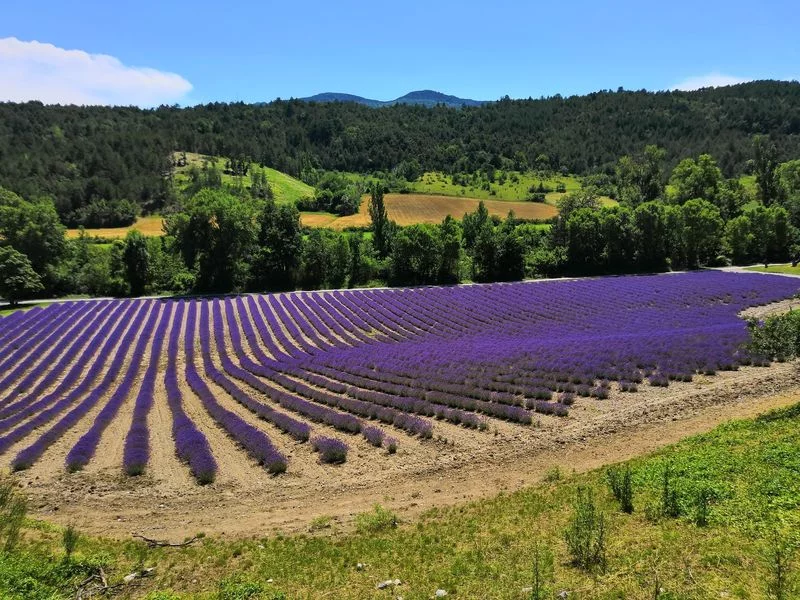 Visite guidée – Bleudiois Distillerie de lavande