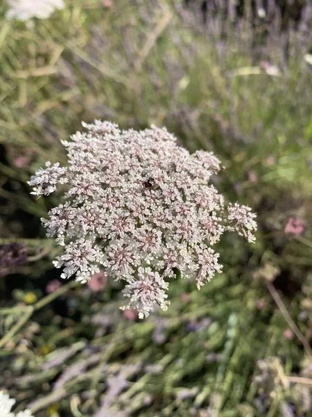 Balade des plantes médicinales : Cueillette & Flacons