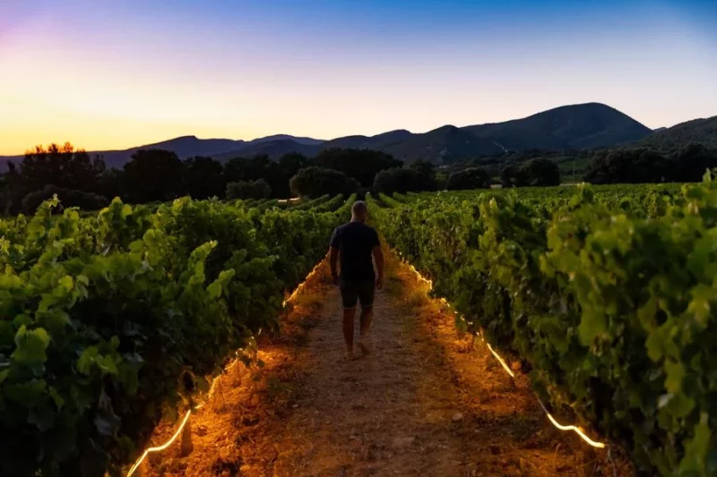 Entre Vignes et Lumières