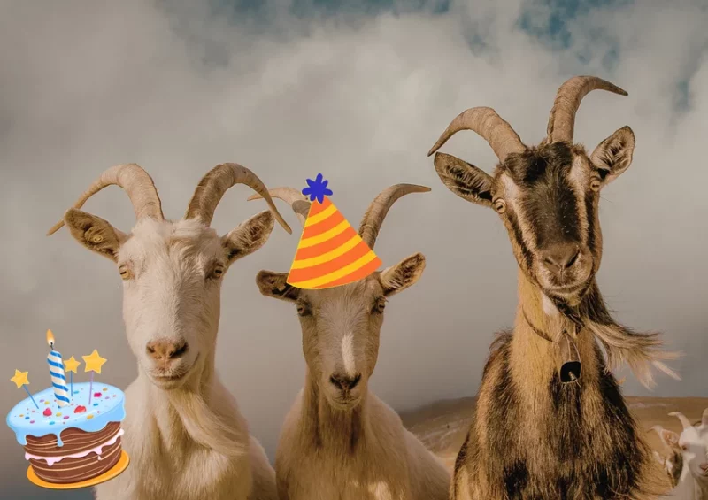 Festicornes des 25 ans