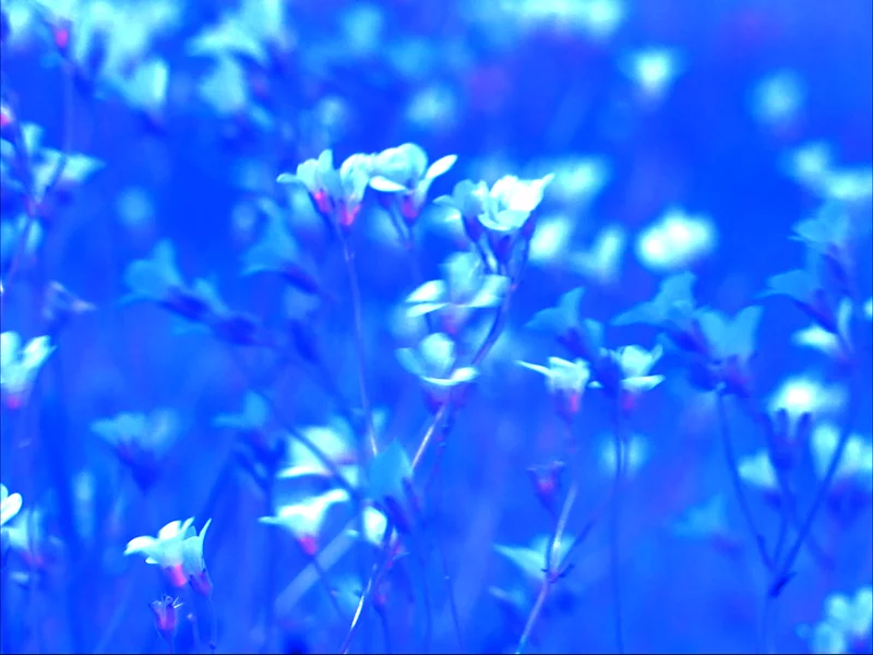 Pays Lointain – Collectif Regards des lieux