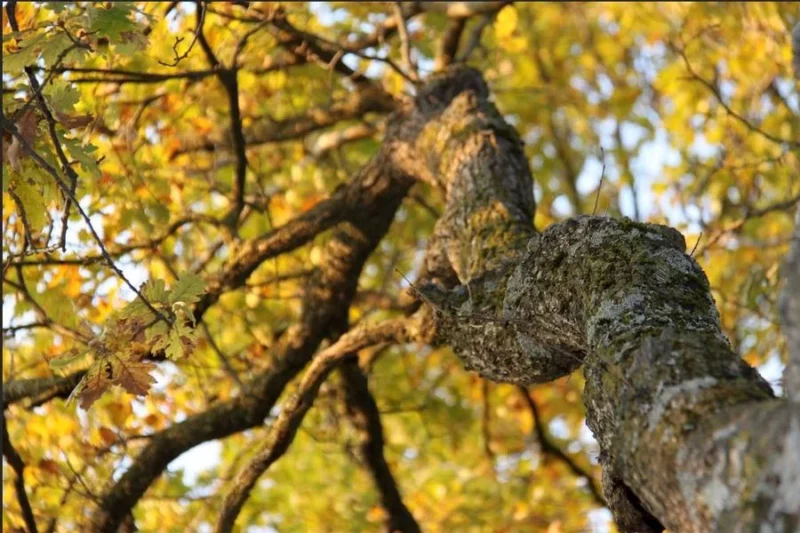Visite commentée au Bois des Naix :  » Au pied de mon arbre  »  – Fête de la Nature