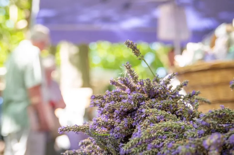 Montélimar Couleur Lavande